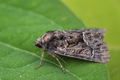 Strandfly (Thalpophila matura)