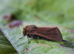 Rustvingespinner (Phragmatobia fuliginosa)