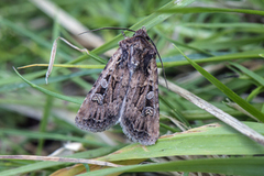 Gråbrunt sandjordfly (Euxoa tritici)