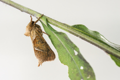 Rød roteter (Triodia sylvina)