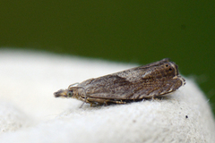 Burotvikler (Dichrorampha simpliciana)