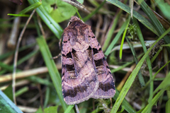 Fiolettbrunt bakkefly (Xestia stigmatica)