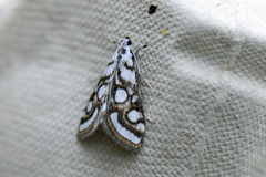 Porselensdammott (Nymphula nitidulata)