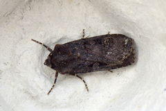 Svart jordfly (Euxoa nigricans)