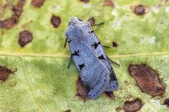 Grått kilefly (Eugnorisma glareosa)