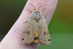 Plettbåndfly (Noctua orbona)