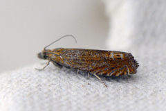 Perikumvikler (Lathronympha strigana)