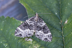 Geitramsdråpemåler (Ecliptopera silaceata)