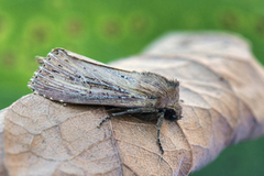 Dunkjevlefly (Nonagria typhae)