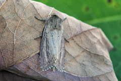 Dunkjevlefly (Nonagria typhae)