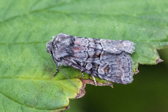 Rotstrekvierfly (Brachylomia viminalis)