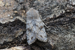 Variabelt seljefly (Orthosia incerta)