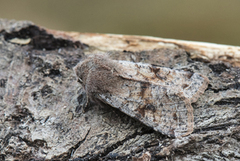 Variabelt seljefly (Orthosia incerta)