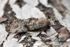 Variabelt seljefly (Orthosia incerta)