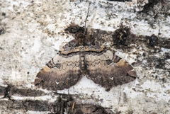 Brun rosemåler (Anticlea badiata)