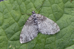 Ospetungemåler (Lobophora halterata)