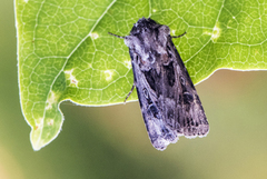 Gråbrunt sandjordfly (Euxoa tritici)