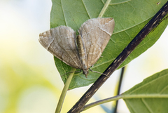 Krattbærmåler (Eulithis testata)