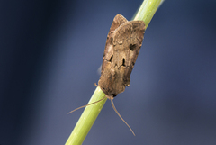 Åkerjordfly (Agrotis exclamationis)