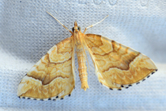 Gul bærmåler (Eulithis mellinata)