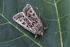 Hvitribbet åkerfly (Tholera decimalis)