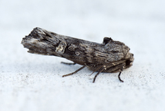 Skogkvistfly (Xylena solidaginis)