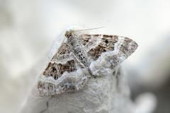 Grå mauremåler (Epirrhoe alternata)