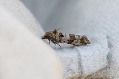 Strandskuddvikler (Lobesia littoralis)