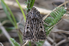 Hvitribbet åkerfly (Tholera decimalis)