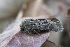 Blekt stengelfly (Luperina testacea)