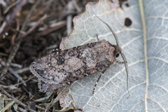 Gråpudret jordfly (Agrotis segetum)