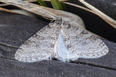 Bjørketungemåler (Trichopteryx carpinata)