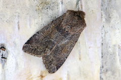 Buemerket seljefly (Orthosia gothica)