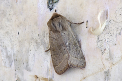 Tverrlinjet seljefly (Orthosia cerasi)