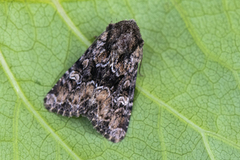 Skogengfly (Apamea illyria)