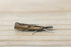 Gul nebbmott (Agriphila inquinatella)