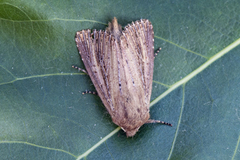 Dunkjevlefly (Nonagria typhae)