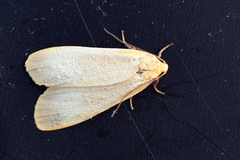 Barlavspinner (Eilema depressa)