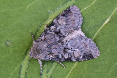 Rotstrekvierfly (Brachylomia viminalis)