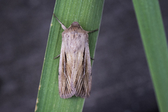 Kommagressfly (Leucania comma)