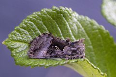 Myrmetallfly (Syngrapha microgamma)