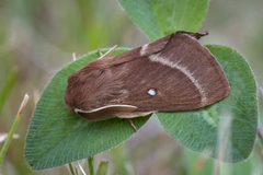 Kløverspinner (Lasiocampa trifolii)