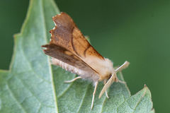 Askeflikmåler (Ennomos fuscantaria)