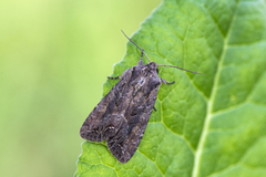 Brunt lundfly (Lacanobia suasa)