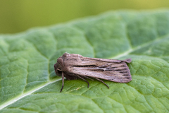 Kommagressfly (Leucania comma)