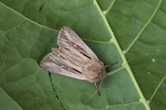 Kommagressfly (Leucania comma)