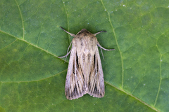 Kommagressfly (Leucania comma)