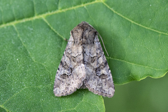 Åkerengfly (Apamea sordens)