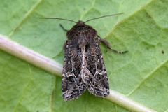 Svart sumpfly (Celaena haworthii)