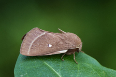 Kløverspinner (Lasiocampa trifolii)